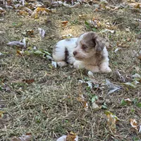 Morkipoo M2, a male Morkie for sale in Buffalo, MO – 2 of 3