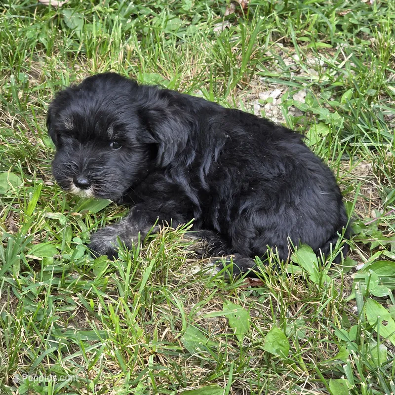 Black M – Miniature Schnauzer puppy for sale in Buffalo, MO