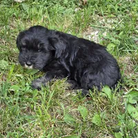Black M, a male Miniature Schnauzer for sale in Buffalo, MO – 1 of 6