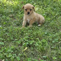 Harmony M1, a male Chorkie for sale in Buffalo, MO – 1 of 9