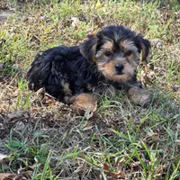 Sweetie M, a male Yorkshire Terrier for sale in Buffalo, MO – 2 of 7