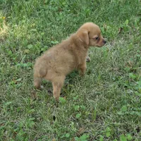 Harmony M1, a male Chorkie for sale in Buffalo, MO – 4 of 9