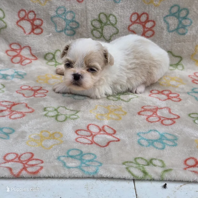 Gold/white boy – Shih Tzu puppy for sale in Buffalo, MO