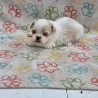 Gold/white boy, a male Shih Tzu for sale in Buffalo, MO – 1 of 6