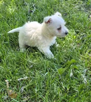 Little gal, a female West Highland White Terrier for sale in Buffalo, MO – 4 of 4