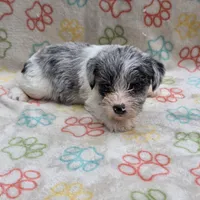 Izzy Ice M2, a male Miniature Schnauzer for sale in Buffalo, MO – 5 of 10
