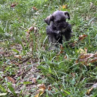 Buddy, a male Miniature Schnauzer for sale in Buffalo, MO – 3 of 7