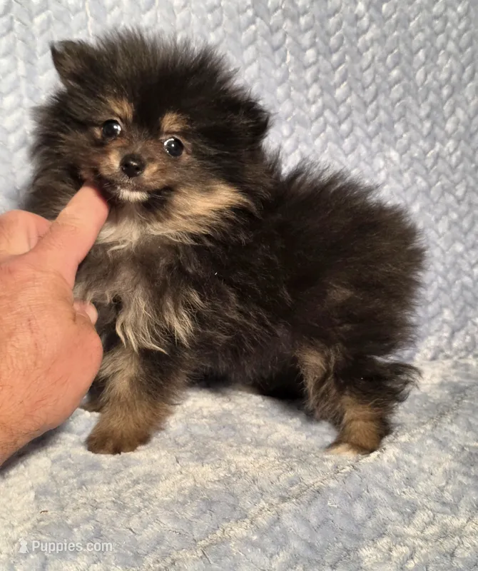 Ms. Perfect – Pomeranian puppy for sale in Buffalo, MO