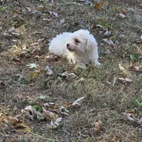 Autumn M, a male Bichon Frise for sale in Buffalo, MO – 7 of 7