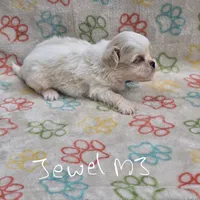 Gold/white boy, a male Shih Tzu for sale in Buffalo, MO – 6 of 6
