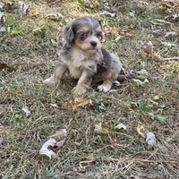 Morkipoo M3, a male Morkie for sale in Buffalo, MO – 2 of 3