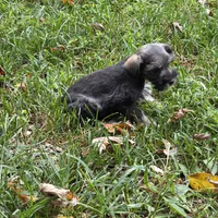 Buddy, a male Miniature Schnauzer for sale in Buffalo, MO – 6 of 7
