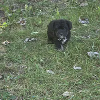 Blk/tan F, a female Miniature Schnauzer for sale in Buffalo, MO – 2 of 4