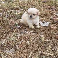 Cream M, a male Shih Tzu for sale in Buffalo, MO – 2 of 4