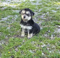 Blk/tan boy, a male Yorkipoo for sale in Buffalo, MO – 3 of 4