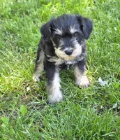 Windy M1, a male Miniature Schnauzer for sale in Buffalo, MO – 2 of 5