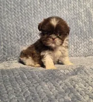 Nutmeg Tiny F1, a female Shih Tzu for sale in Buffalo, MO – 5 of 7