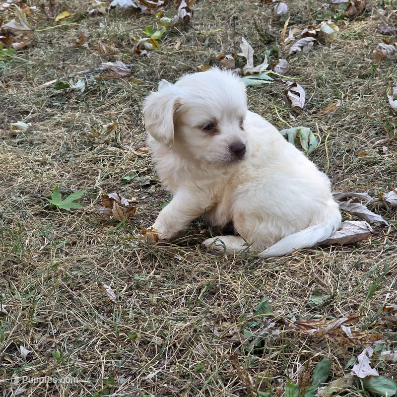 Morkipoo M1 – Morkie puppy for sale in Buffalo, MO
