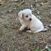 Morkipoo M1, a male Morkie for sale in Buffalo, MO – 1 of 5