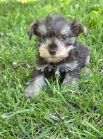 Windy F3, a female Miniature Schnauzer for sale in Buffalo, MO – 2 of 4