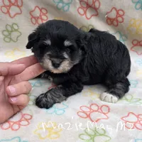 Blk/tan male, a male Miniature Schnauzer for sale in Buffalo, MO – 3 of 5
