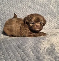 Rosalita F, a female Shih Tzu for sale in Buffalo, MO – 6 of 6