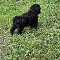 Autumn F1, a female Schnoodle for sale in Buffalo, MO – 3 of 6