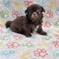 Lilly bear F, a female Shih Tzu for sale in Buffalo, MO – 5 of 10