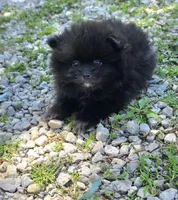 Attina M3, a male Pomeranian for sale in Buffalo, MO – 1 of 5