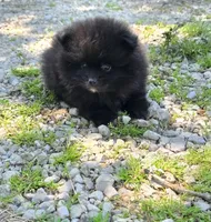 Attina M3, a male Pomeranian for sale in Buffalo, MO – 3 of 5