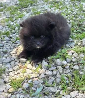 Attina M3, a male Pomeranian for sale in Buffalo, MO – 2 of 5