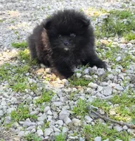 Attina M3, a male Pomeranian for sale in Buffalo, MO – 5 of 5