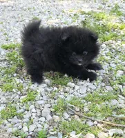 Attina M3, a male Pomeranian for sale in Buffalo, MO – 4 of 5