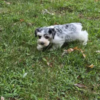 Merle M, a male Miniature Schnauzer for sale in Buffalo, MO – 5 of 9