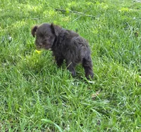 Windy F2, a female Miniature Schnauzer for sale in Buffalo, MO – 2 of 5