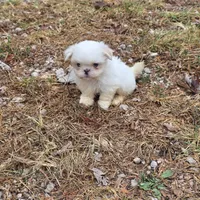 Small M1, a male Shih Tzu for sale in Buffalo, MO – 4 of 5