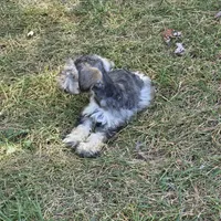 Mazie M, a male Miniature Schnauzer for sale in Buffalo, MO – 3 of 8