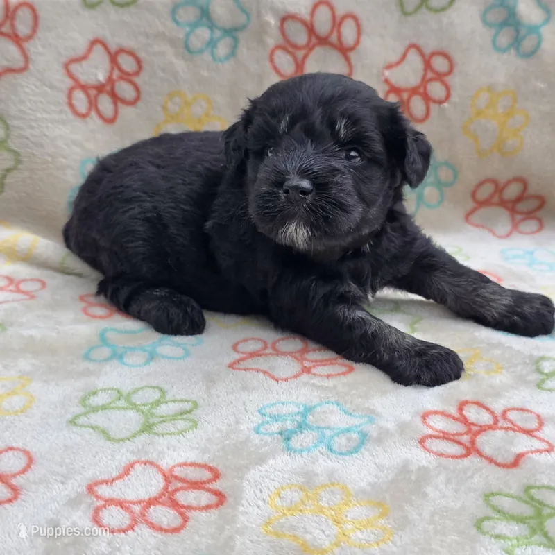 Black F – Miniature Schnauzer puppy for sale in Buffalo, MO