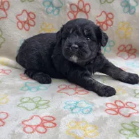 Black F, a female Miniature Schnauzer for sale in Buffalo, MO – 1 of 7