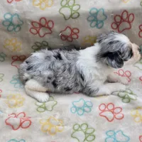 Izzy ice M4, a male Miniature Schnauzer for sale in Buffalo, MO – 6 of 10