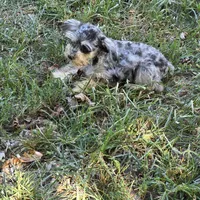 Merle M, a male Miniature Schnauzer for sale in Buffalo, MO – 5 of 5