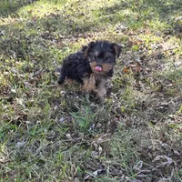 Sweetie F, a female Yorkshire Terrier for sale in Buffalo, MO – 5 of 7