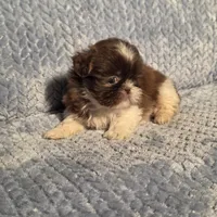 Nutmeg Tiny F1, a female Shih Tzu for sale in Buffalo, MO – 2 of 7