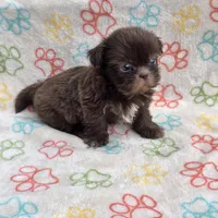 Lilly bear F, a female Shih Tzu for sale in Buffalo, MO – 1 of 10