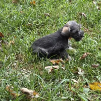 Buddy, a male Miniature Schnauzer for sale in Buffalo, MO – 2 of 7
