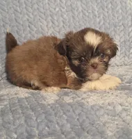 Rosalita M, a male Shih Tzu for sale in Buffalo, MO – 1 of 4