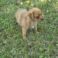 Harmony M1, a male Chorkie for sale in Buffalo, MO – 9 of 9