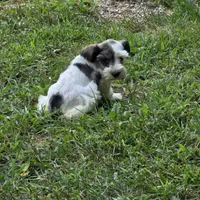 Blk/white F, a female Miniature Schnauzer for sale in Buffalo, MO – 2 of 5