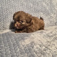 Rosalita F, a female Shih Tzu for sale in Buffalo, MO – 2 of 6