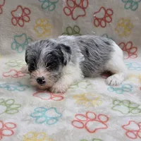 Izzy Ice M2, a male Miniature Schnauzer for sale in Buffalo, MO – 9 of 10